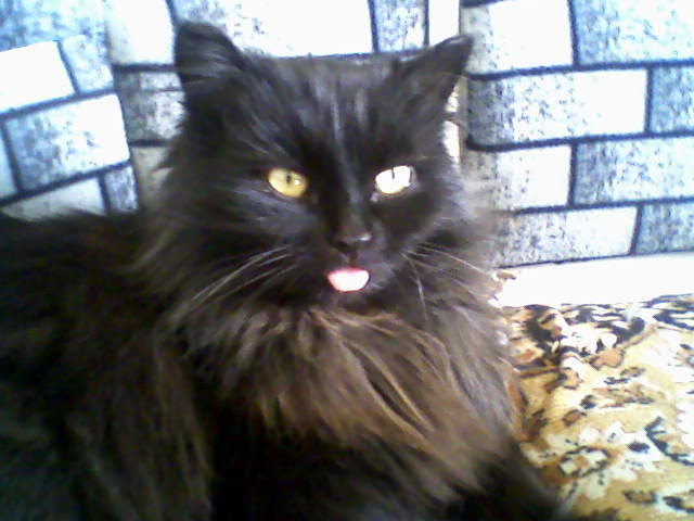 Кошки - очарование МОЁ - Анфиска.jpg