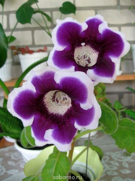 Домашние любимцы комнатные цветы  - IMG_7373.jpg