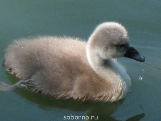 Зоопарк - гадкий утёнок.jpg