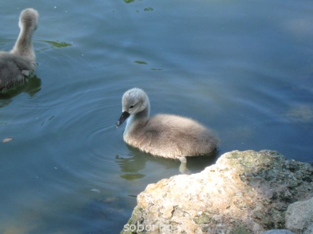 Зоопарк - гадкий утёнок1.jpg