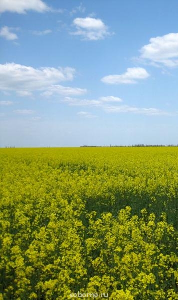 RU - рідна Україна - Рапс.jpg