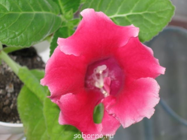 Домашние любимцы комнатные цветы  - IMG_7488.jpg