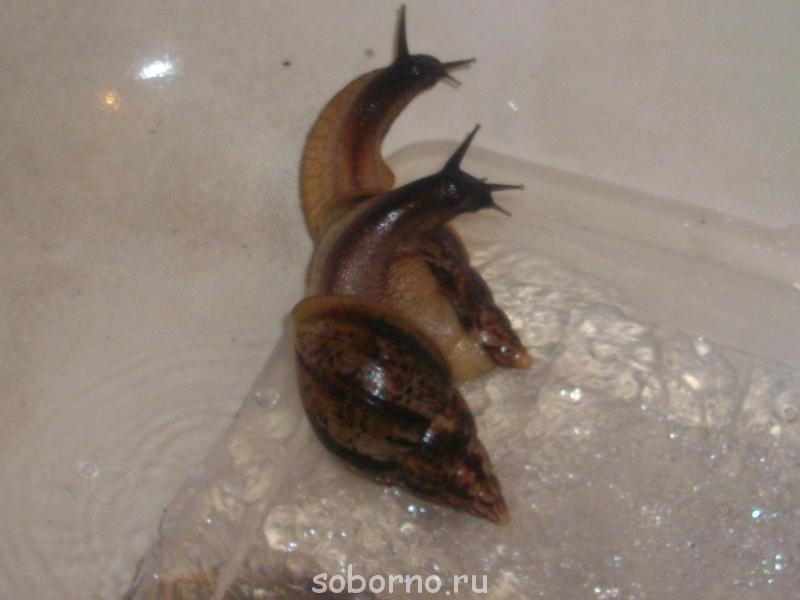 Улитки Ахатины - IMGP5725.JPG