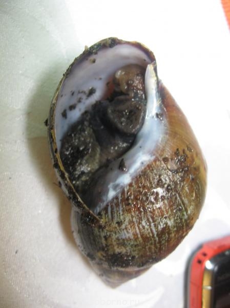 Улитки Ахатины - IMG_5303.JPG