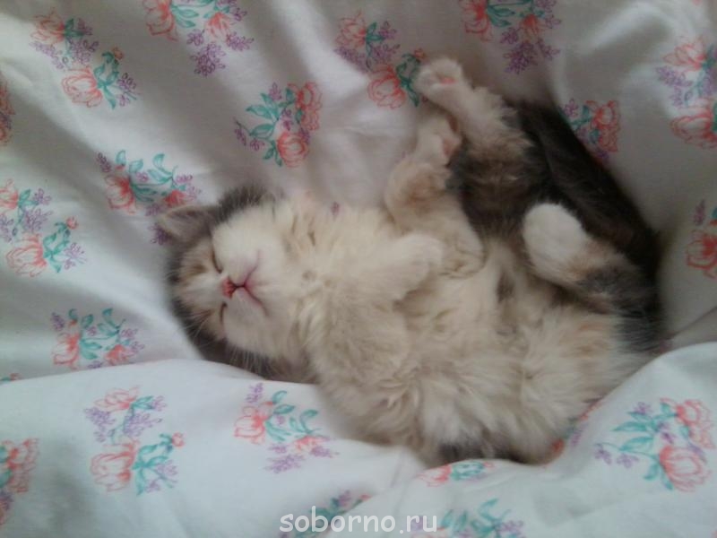 Кошки - очарование МОЁ - Фото0108.jpg