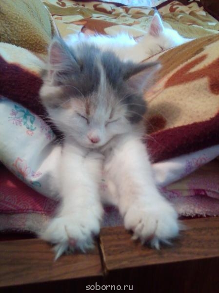 Кошки - очарование МОЁ - Фото0125.jpg