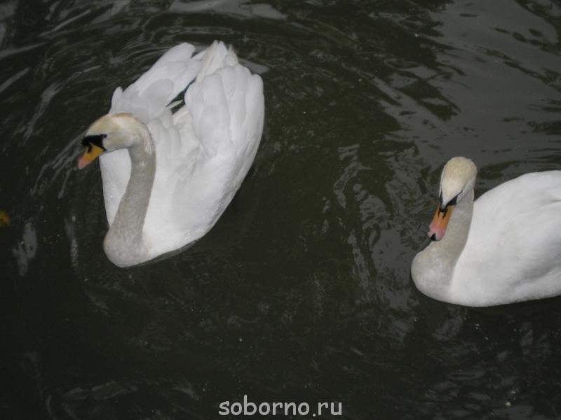 Сочи и окрестности 2010 - P8180069.JPG