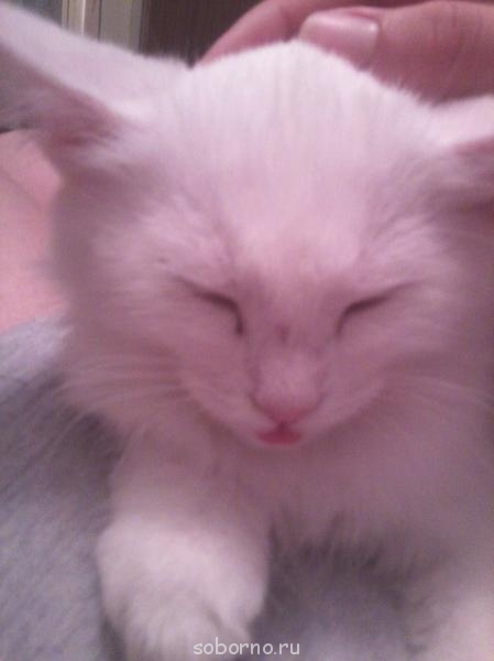 Кошки - очарование МОЁ - Фото0134.jpg