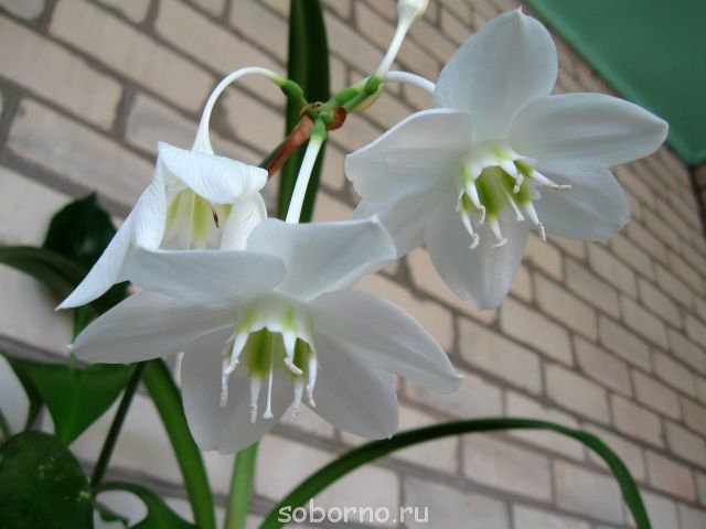 Домашние любимцы комнатные цветы - IMG_7625.jpg