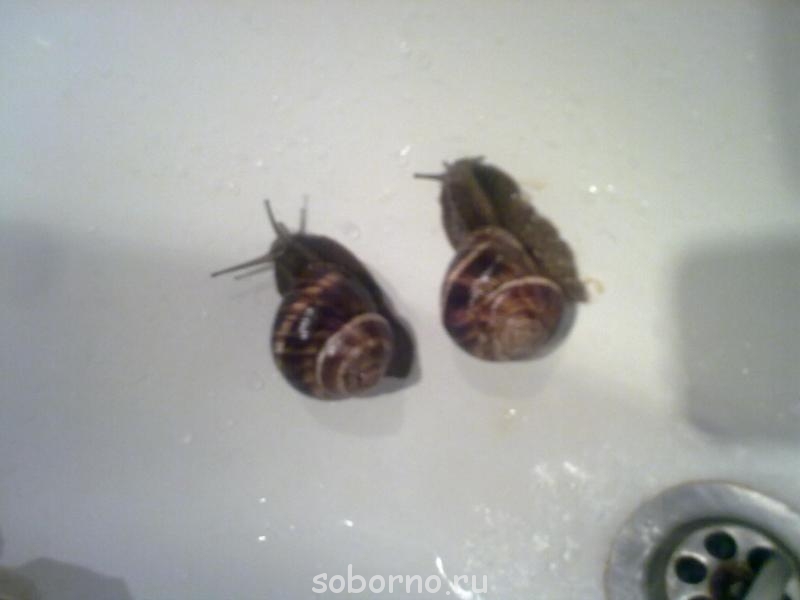 Улитки Ахатины - Фото0202.jpg