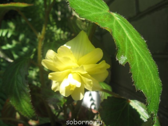 Домашние любимцы комнатные цветы - IMG_7675.jpg