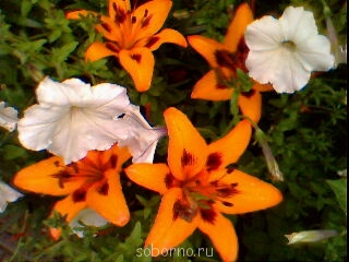 Доброе утро и Спокойной ночи  - Img5564a.jpg