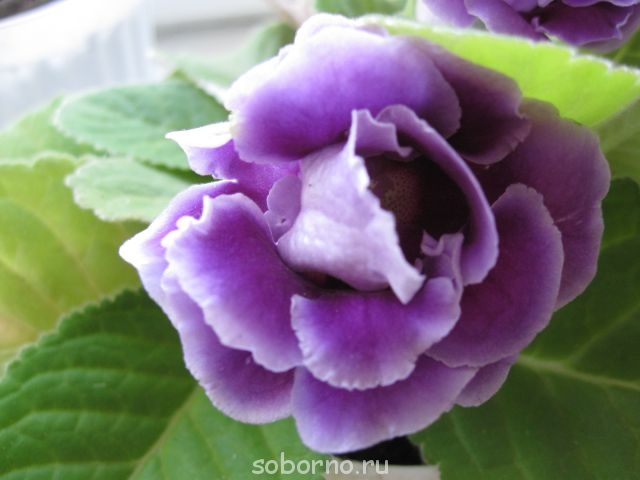 Домашние любимцы комнатные цветы - IMG_7722.jpg