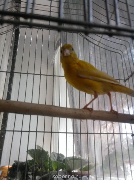 Мой пернатый друг домашние птицы - чика 002.jpg