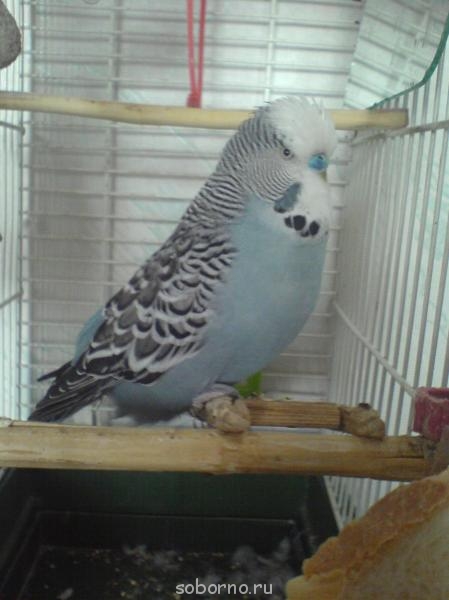 Мой пернатый друг домашние птицы - DSC00065.JPG