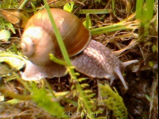 Бр-р-р-р... Насекомые всякие - Img5583a.jpg