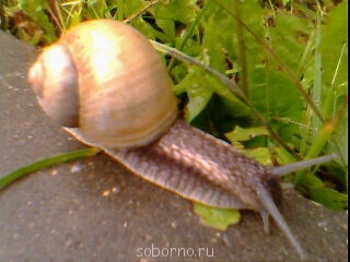 Бр-р-р-р... Насекомые всякие - Img5584a.jpg