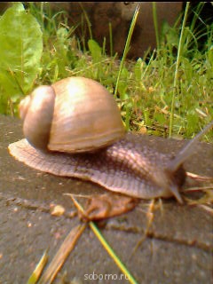 Бр-р-р-р... Насекомые всякие - Img5585a.jpg