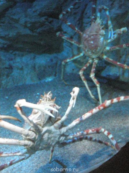 Бр-р-р-р... Насекомые всякие - P8200084.jpg