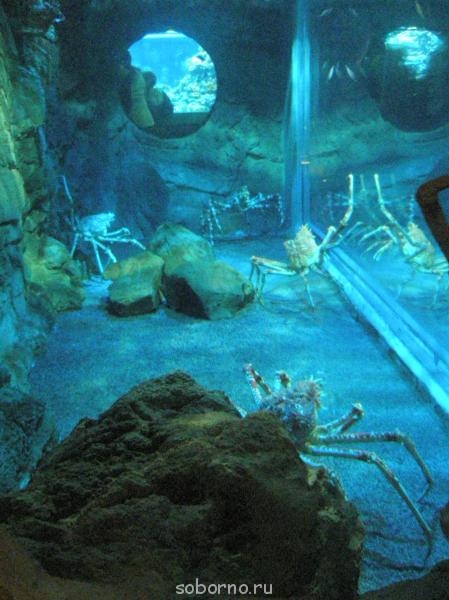 Бр-р-р-р... Насекомые всякие - P8200079.jpg