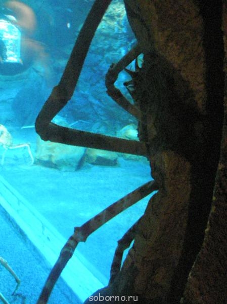 Бр-р-р-р... Насекомые всякие - P8200080.jpg