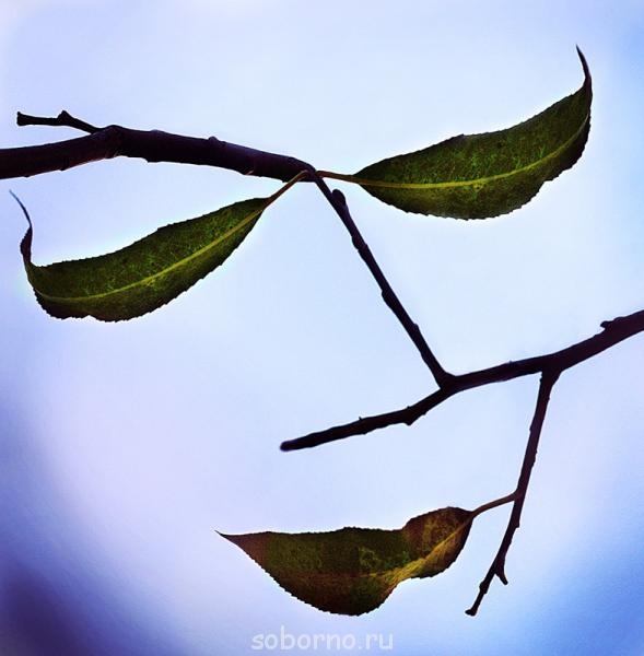 Японская поэзия классическая и не только  - Лицо осени.jpg