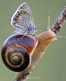 Бр-р-р-р... Насекомые всякие - Shevtsova1.jpg