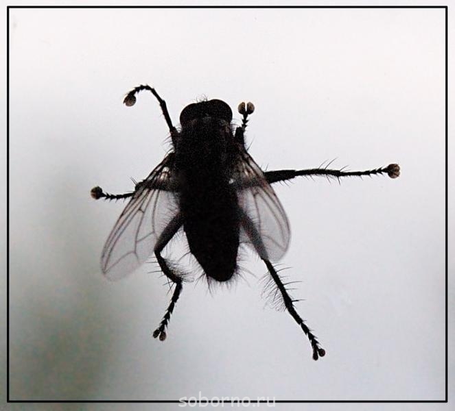 Бр-р-р-р... Насекомые всякие - Муха.jpg