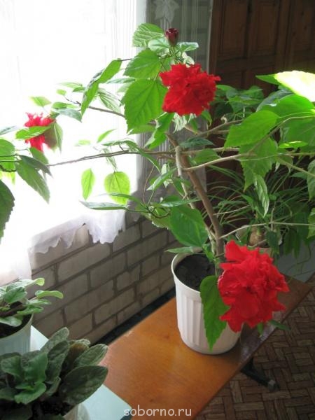 Домашние любимцы комнатные цветы - IMG_7777.jpg