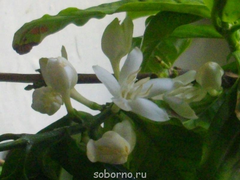 Кофе - IMGP5786.JPG