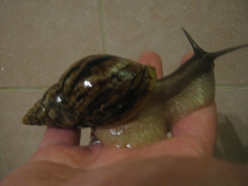 Улитки Ахатины - IMG_0783.jpg