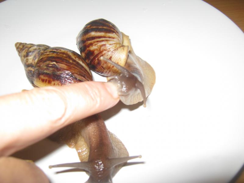 Улитки Ахатины - IMG_0794.jpg
