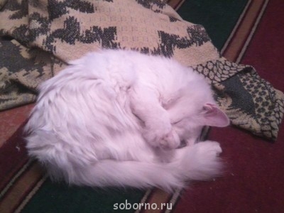 Кошки - очарование МОЁ - Фото0150А.jpg