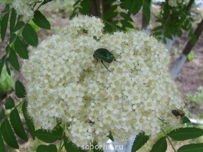 Бр-р-р-р... Насекомые всякие - S8308273.JPG