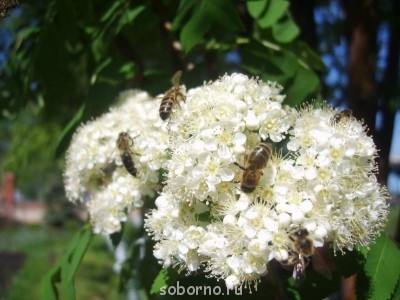 Бр-р-р-р... Насекомые всякие - S8308253.JPG