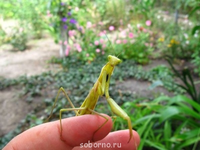 Бр-р-р-р... Насекомые всякие - IMG_7912.jpg