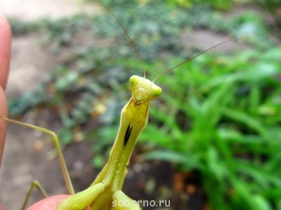 Бр-р-р-р... Насекомые всякие - IMG_7915.jpg