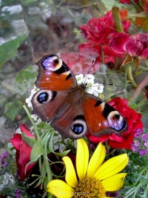 Бр-р-р-р... Насекомые всякие - 0_757c7_ddcc2d50_-2-L.jpg