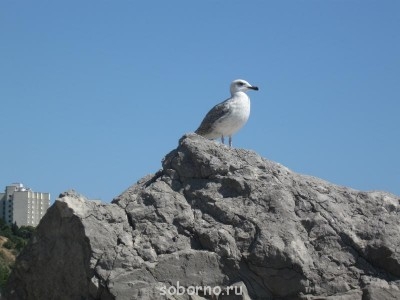 Пернатые соседи дикие  - IMG_1573.JPG