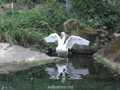 Пернатые соседи дикие  - IMG_1815.JPG