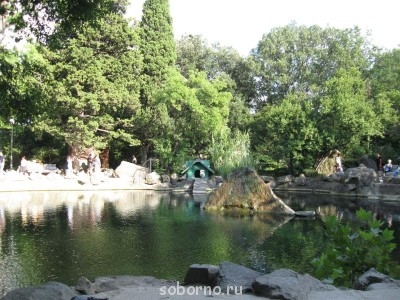 Красавец в своем домике