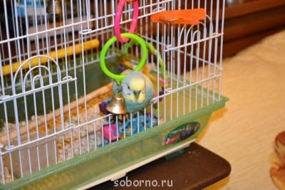 Мой пернатый друг домашние птицы  - DSC_0885.JPG