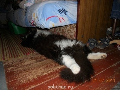 Кошки - очарование МОЁ - x_34569832.jpg