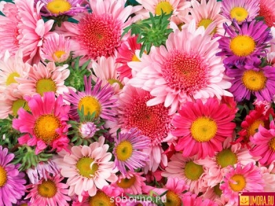 С Днем Рождения, ФОРУМ  - 125550522342495.jpg