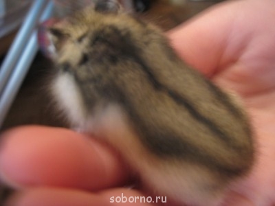 Хомяк - хома 007.JPG
