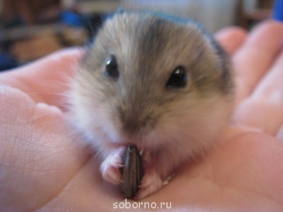 Хомяк - хома 011.JPG