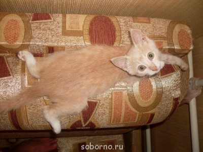 Кошки - очарование МОЁ - SDC10062.JPG