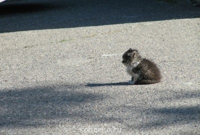 Они такие забавные смешные фото и видео  - x_efbccfbc.jpg