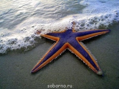 Всякая всячина - x_de5c86ee.jpg