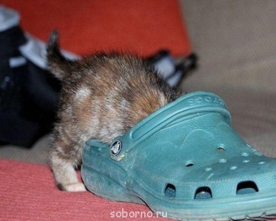 Кошки - очарование МОЁ - x_89b9896b.jpg